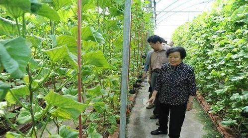 网红吃瓜解禁是真的吗还是假的,真相揭秘,是喜是忧? 第2张 网红吃瓜解禁是真的吗还是假的,真相揭秘,是喜是忧? 第2张